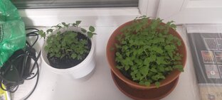 Мой маленький садик 