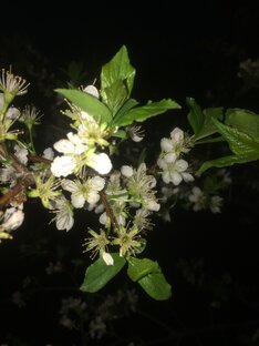  Сад и  огород близ села Орел