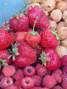 Летние зарисовки