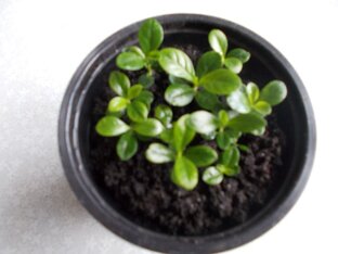 Гардения из семян