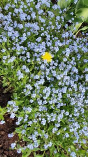 Что буду вышивать?)