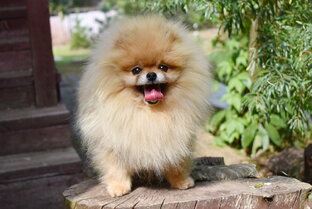 Всё о померанских шпицах