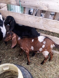 Наше хозяйство