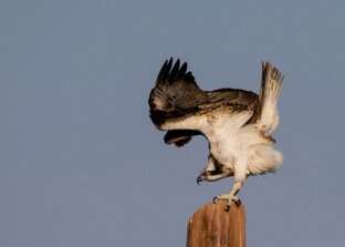 Интересное о птицах