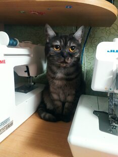 Легенды про котиков.