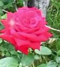 Обзор  эйвон 