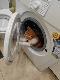 Продолжение рыжего