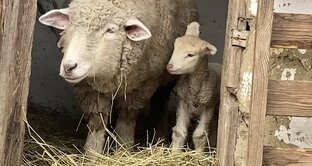 Наше хозяйство 🐑🐓