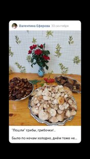 Грибы. 
