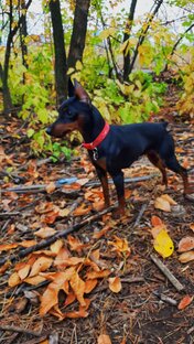 цвергпинчер Прима Хаус Альфа