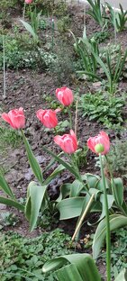 Цветы в городе