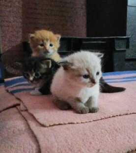 Мои зверюшки и летающий персонал!