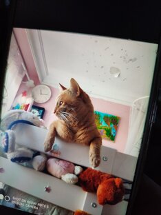 Findus