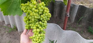 Виноград в Беларуси.