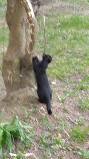 животные,  птицы,  насекомые ,домовой