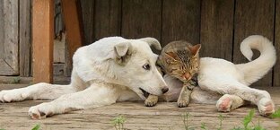 10 фактов о животных