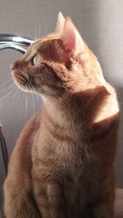 Мои кошки и другая живность