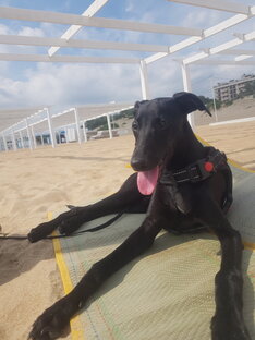 АНГЛИЙСКАЯ БОРЗАЯ - УИППЕТ.