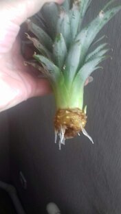 Мои эксперименты