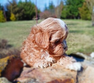 Мальтипу f1 корейского типа