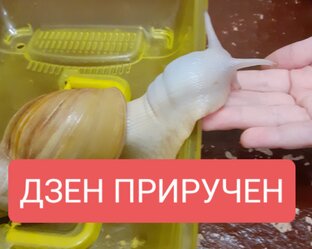 Дзен по буквам