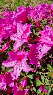 Дачные будни 2022. Влог