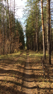 Бузулукский бор