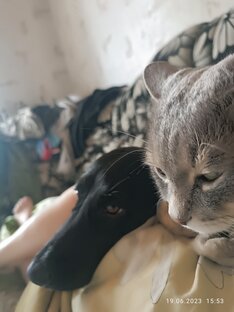 Домашние животные 