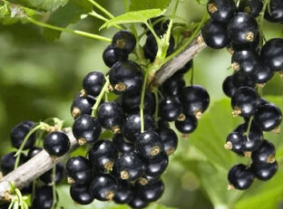 Мои лучшие сорта смородины