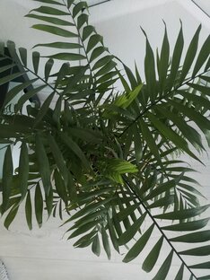 Растения нашего дома