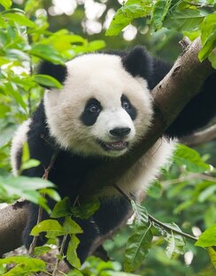 Тотем - дух-хранитель