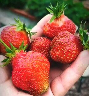 🍓КЛУБНИКА🍓