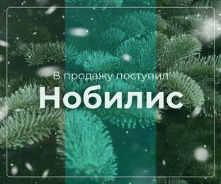 Нобилис-лапник