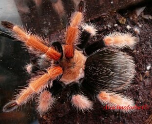 Пауки птицееды короткие видео 