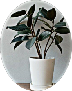 Комнатные цветы