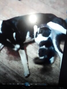 Жужа и Баксик, а также Лейсик в придачу