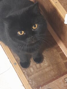 Домашние питомцы.