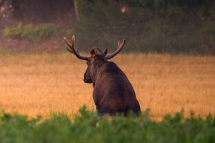 Рассказы Виталича