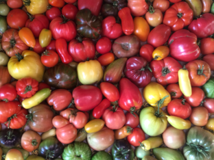 Томаты 2022, 2023