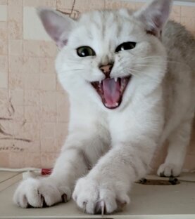 Интересности