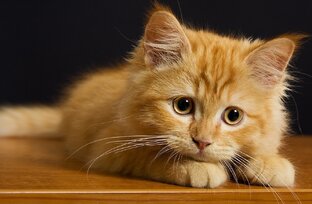 Типичный котик.