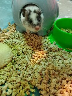 О хомячках. 