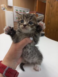Кошечки в поиске добрых ручек