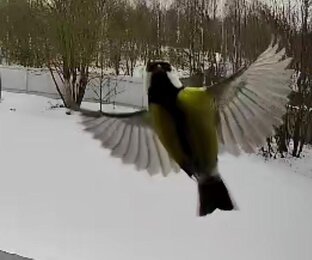 В мире природы...