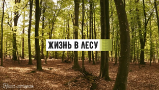 ▶️ Живу в лесу. Моя история.