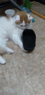 Кому на Руси жить хорошо