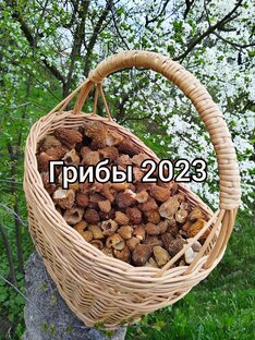Грибы 2023.