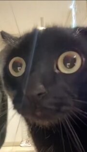 Смешные видео