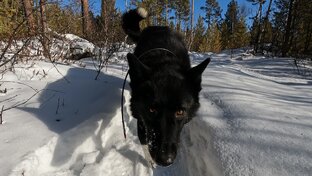 Охота с лайками
