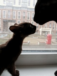 КотоКонтент